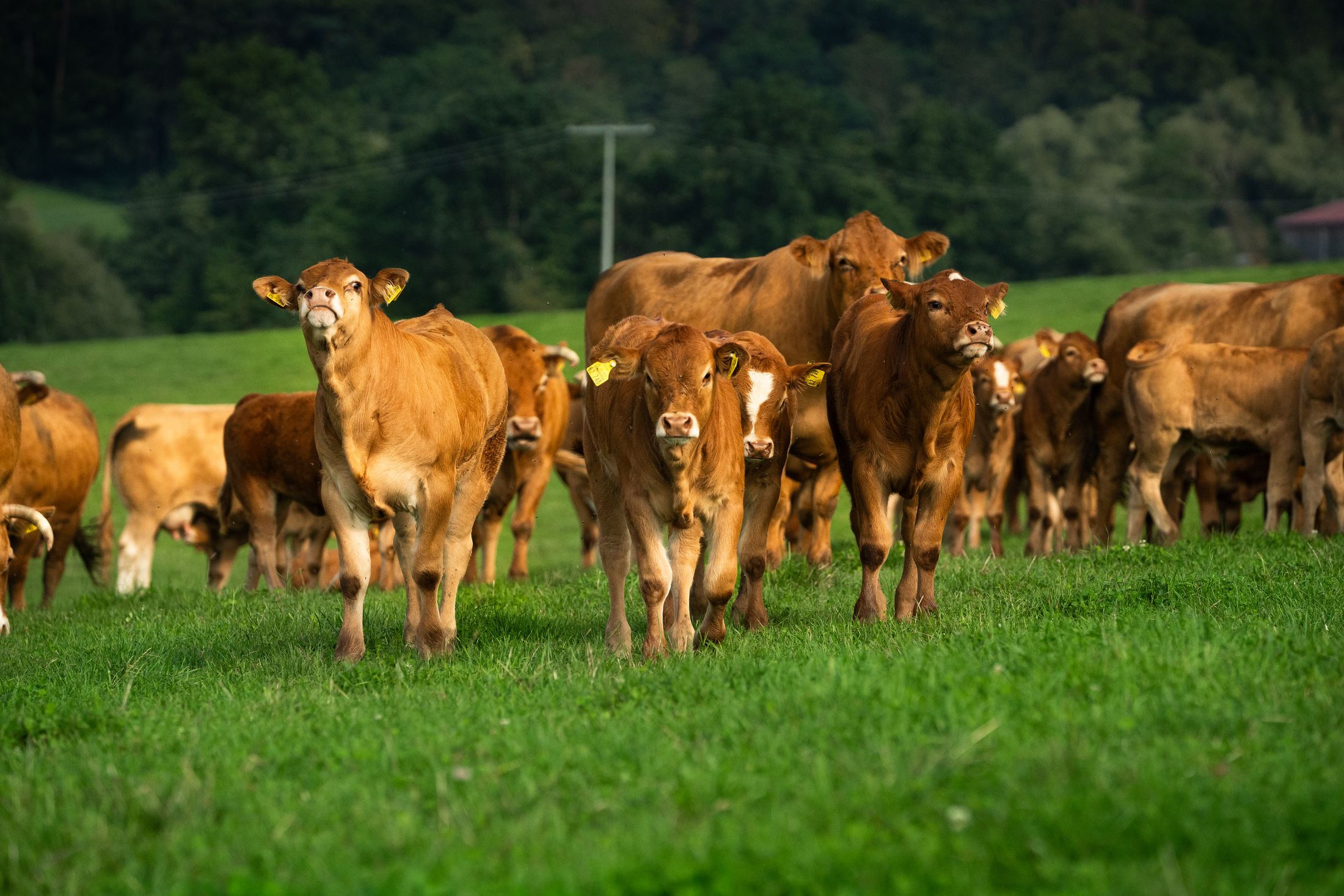 Rinder auf einer grünen Weide im Allgäu