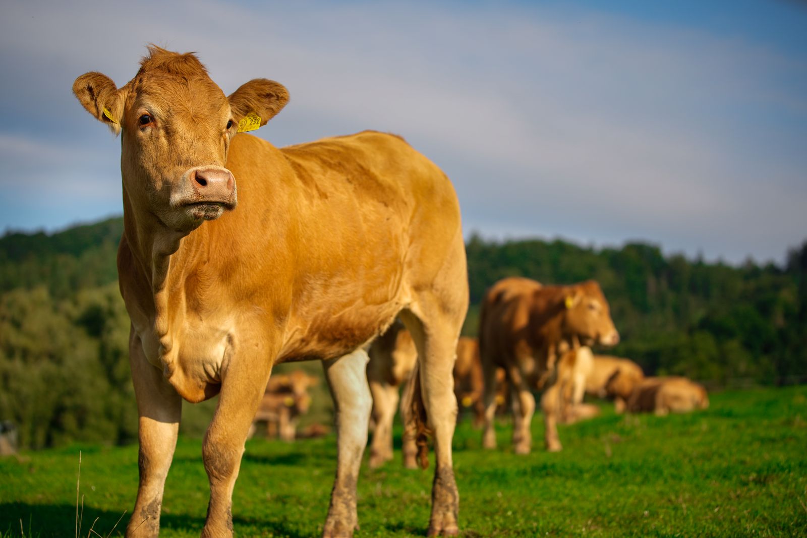 Rind auf einer Allgäuer Weide